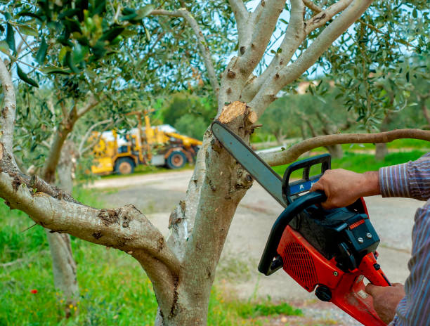 Best Tree Clearing Services  in Westlake Vlage, IL